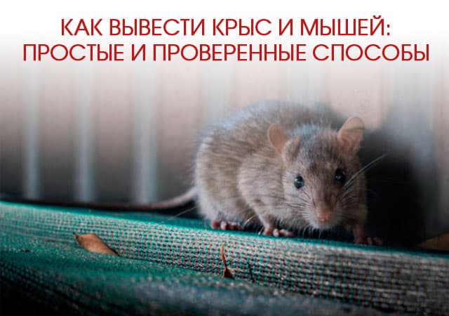 Как вывести крыс и мышей в Внуково: простые и проверенные способы