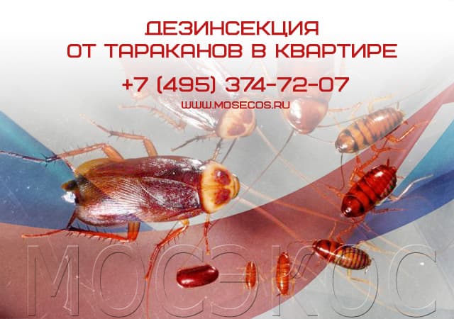 Дезинсекция от тараканов в квартире в Внуково