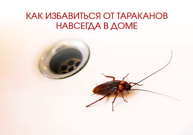 Как избавиться от тараканов в доме в Внуково