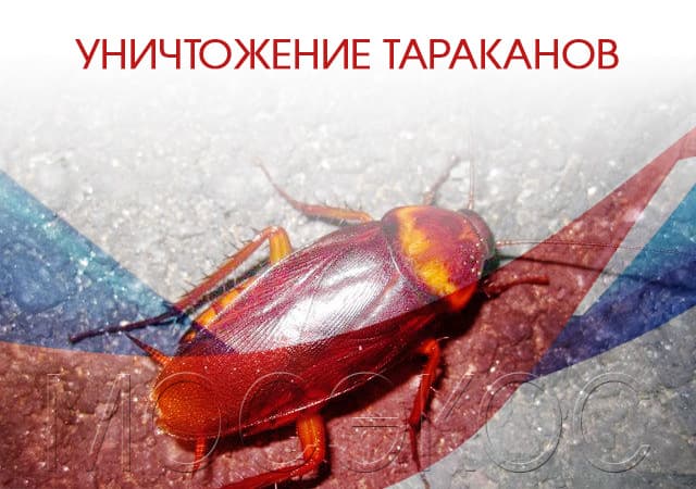 Уничтожение тараканов в Внуково